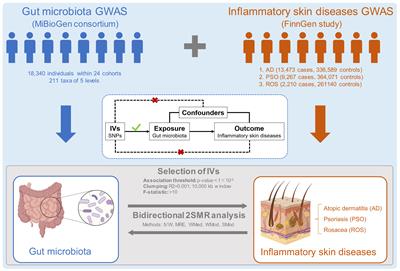 The associations between gut microbiota and inflammatory skin diseases: a bi-directional two-sample Mendelian randomization study